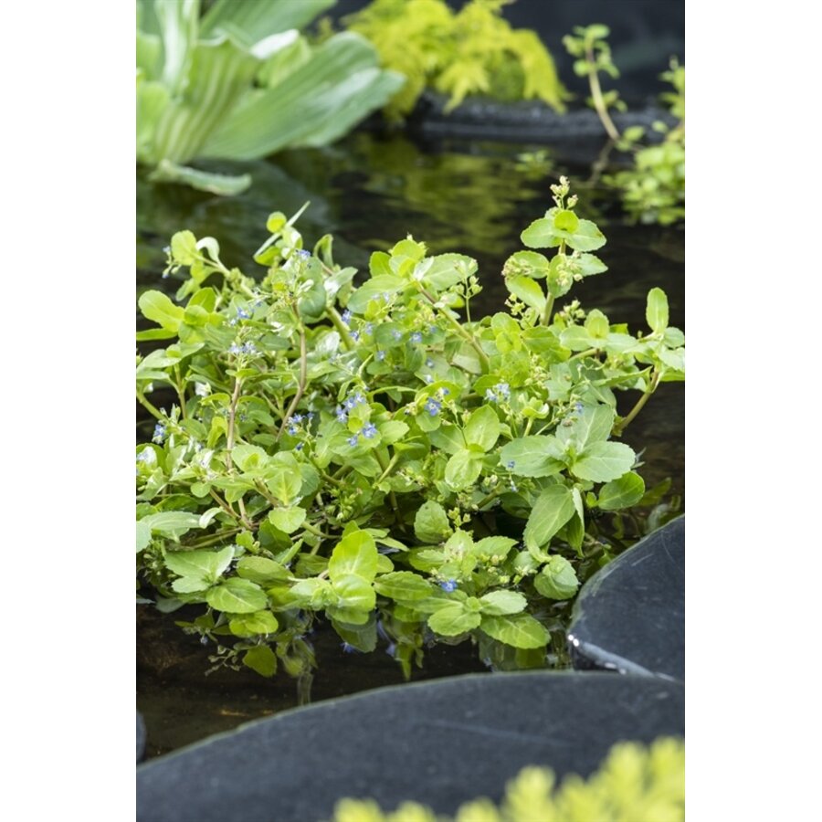 Veronica Beccabunga | Beekpunge | In 9CM pot