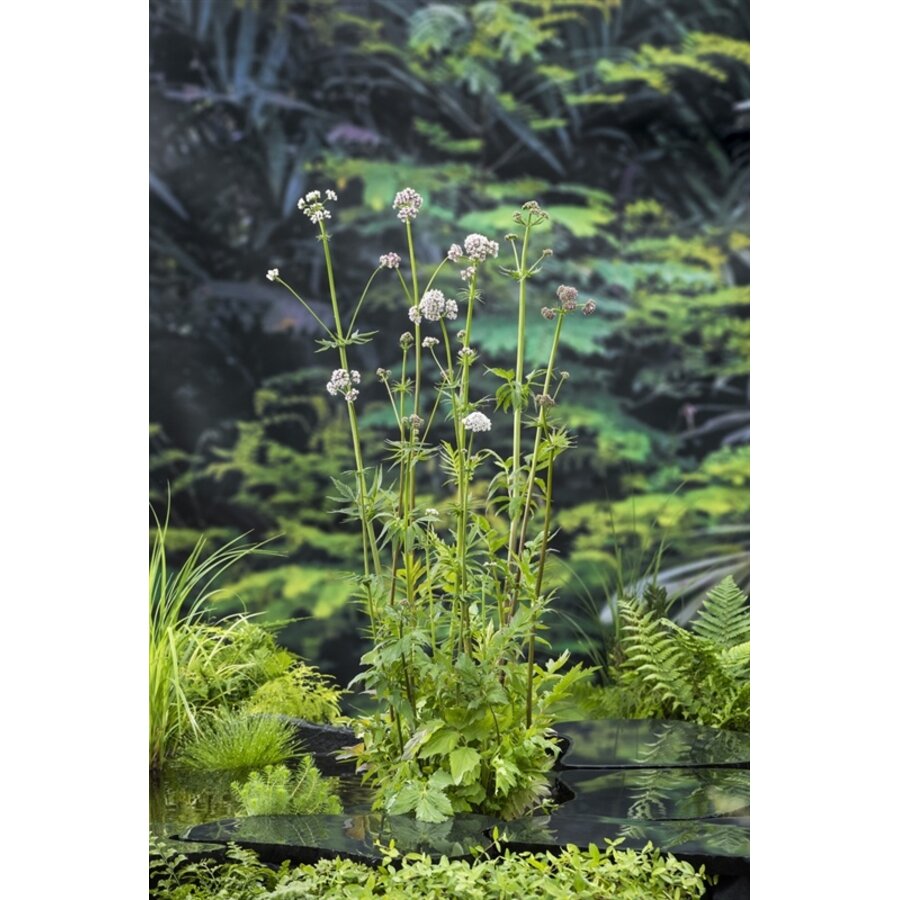 Valeriana Officinalis | Valeriaan | In 9CM pot