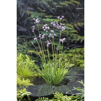 Thulbachia Violance | Thulbachia | In 9CM pot