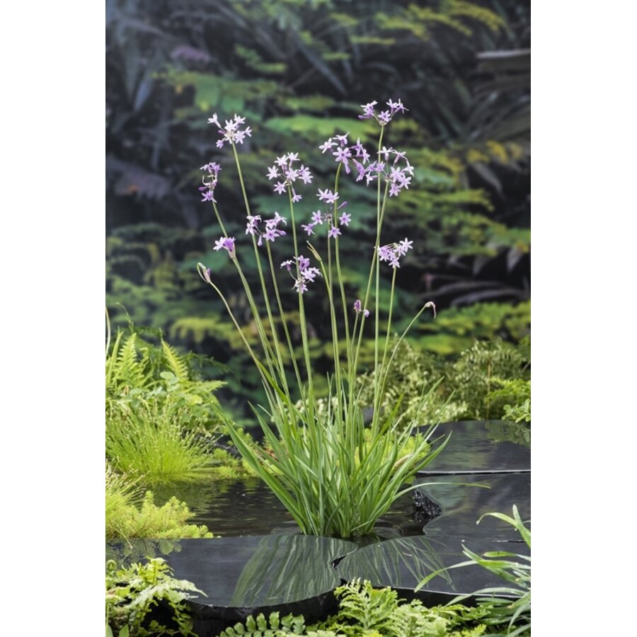 Thulbachia Violance | Thulbachia | In 9CM pot