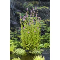 Stachys Palustris | Moerasandoorn | In 9CM pot