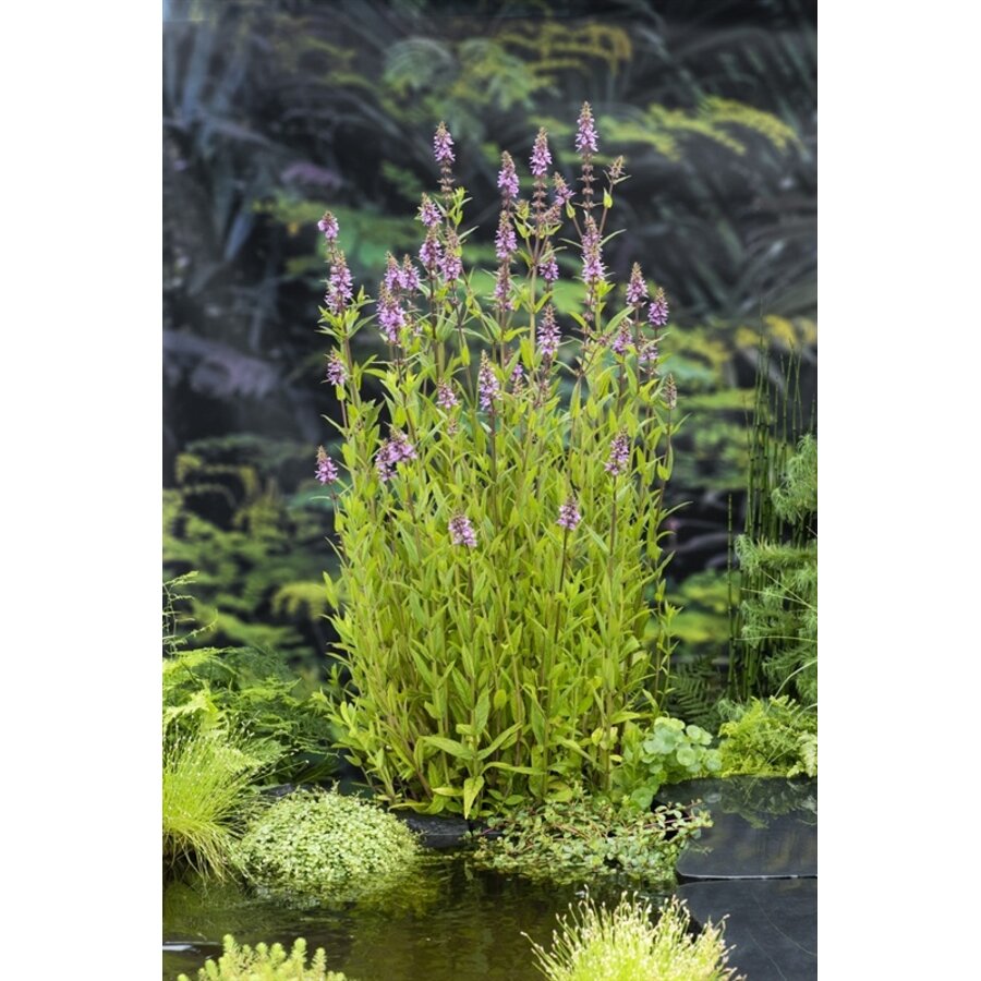 Stachys Palustris | Moerasandoorn | In 9CM pot