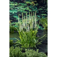 Spiranthes Cernua Chadds Ford | Schroeforchis | In 9CM pot