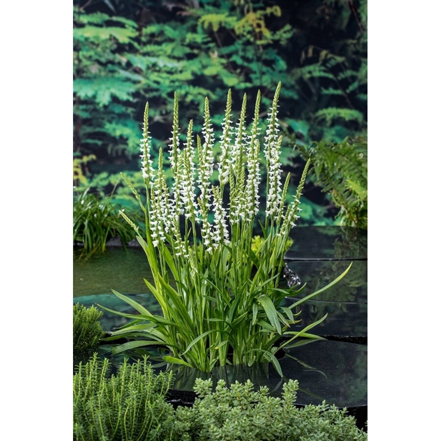 Spiranthes Cernua Chadds Ford | Schroeforchis | In 9CM pot