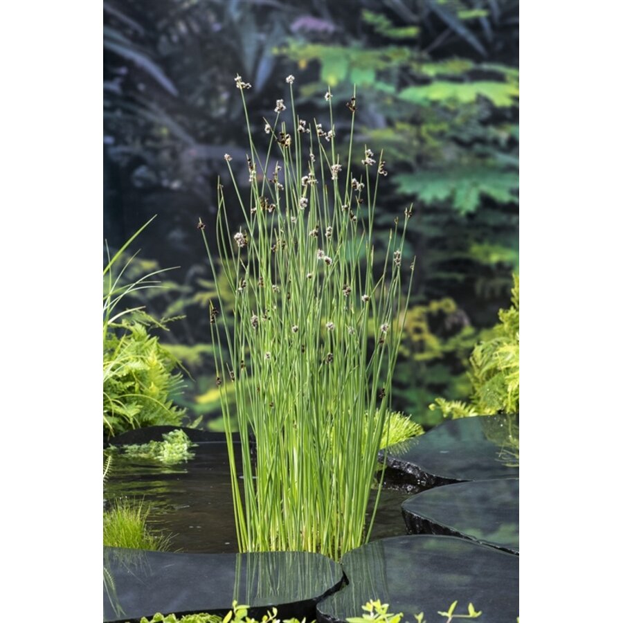 Scirpus Lacustris | Mattenbies | In 9CM pot