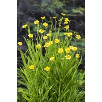 Ranunculus Lingua | Grote Boterbloem | In 9CM pot