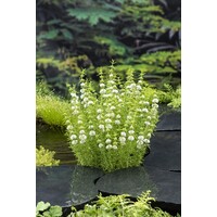 Preslia Cervina Alba | Engelse Watermunt | In 9CM pot