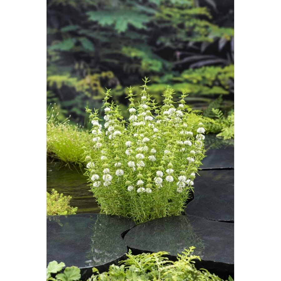 Preslia Cervina Alba | Engelse Watermunt | In 9CM pot