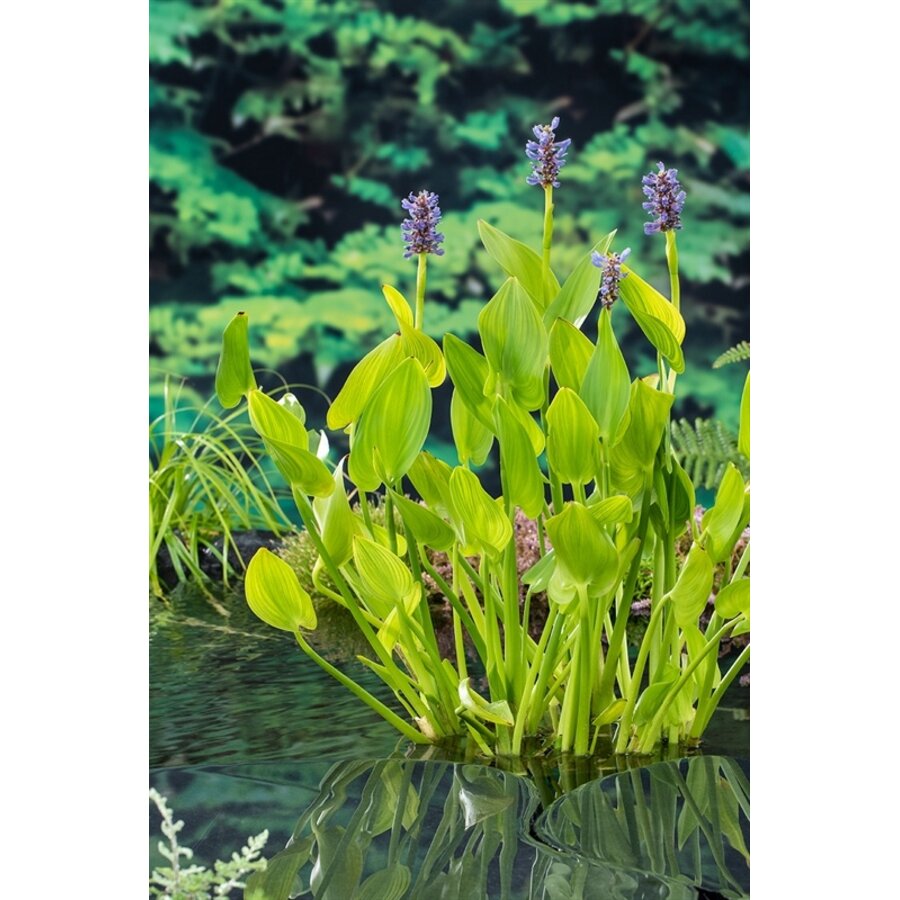 Pontederia Cordata | Snoekkruid blauw | In 9CM pot