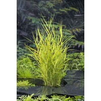 Phragmites Australis Variegata | Bont Riet | In 9CM pot