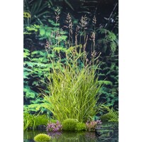 Phragmites Australis | Riet | In 9CM pot