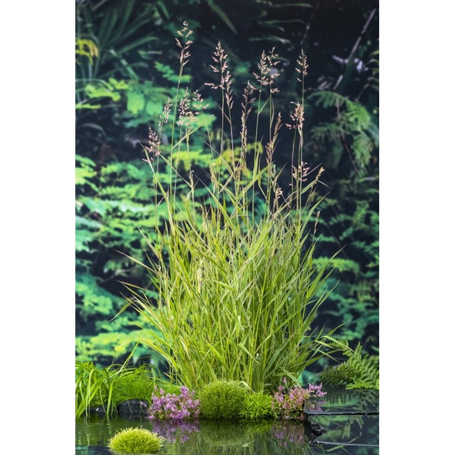 Phragmites Australis | Riet | In 9CM pot