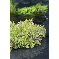 Oenanthe Fistulosa Flamingo | Pijptorkruid | In 9CM pot