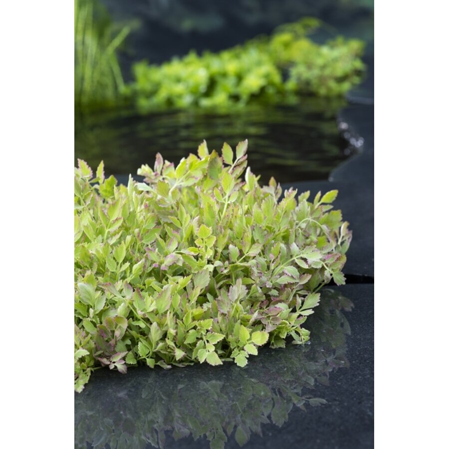 Oenanthe Fistulosa Flamingo | Pijptorkruid | In 9CM pot