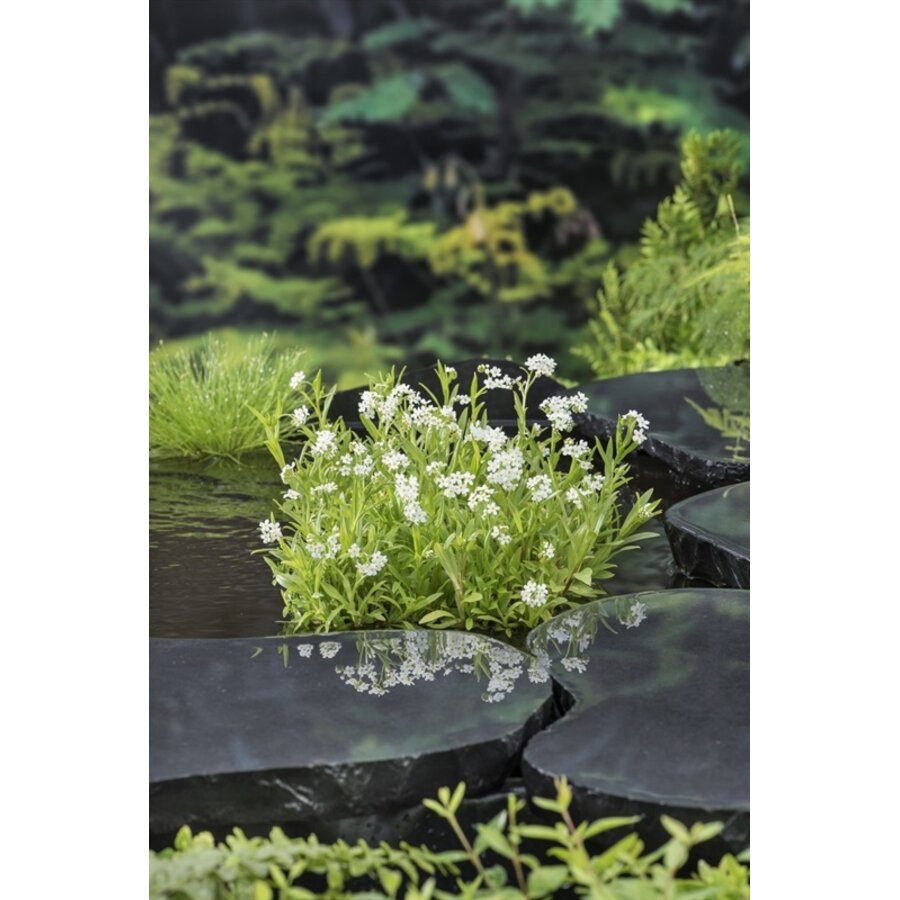 Myosotis Palustris Alba | Moeras-Vergeet-Mij | In 9CM pot