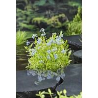 Myosotis Palustris | Moeras-Vergeet-Mij | In 9CM pot