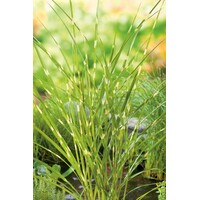Miscanthus Zebrinus | Zebrariet | In 9CM pot