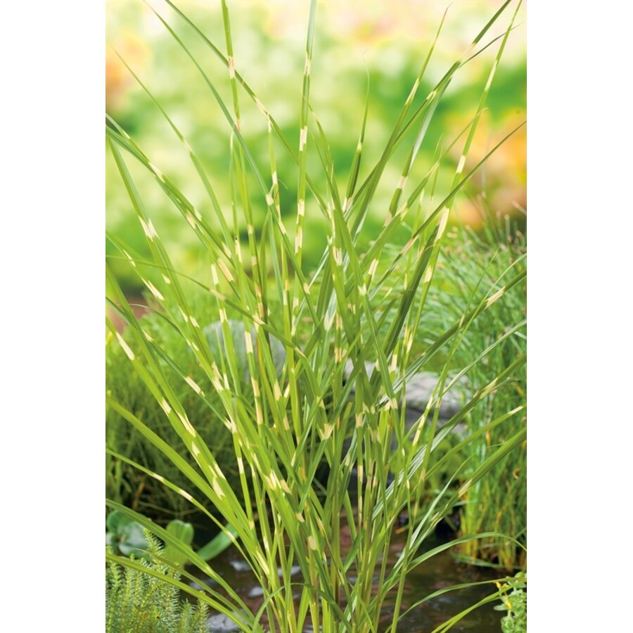 Miscanthus Zebrinus | Zebrariet | In 9CM pot