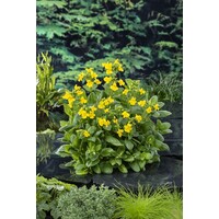 Mimulus Luteus | Maskerbloem | In 9CM pot