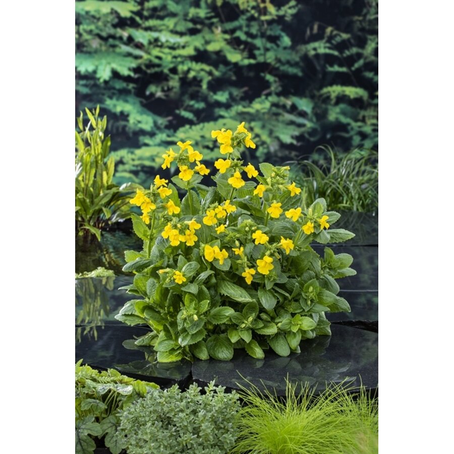 Mimulus Luteus | Maskerbloem | In 9CM pot