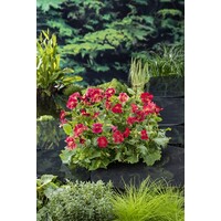 Mimulus Bonfire Red | Rode Maskerbloem | In 9CM pot