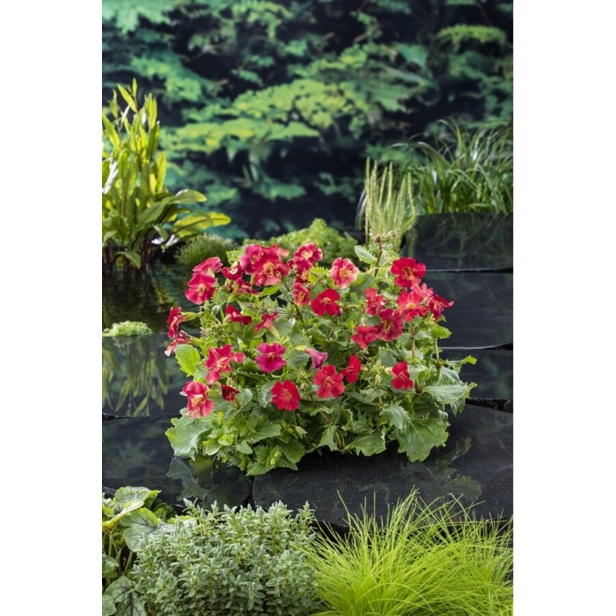 Mimulus Bonfire Red | Rode Maskerbloem | In 9CM pot