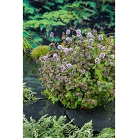 Mentha Aquatica | Watermunt | In 9CM pot