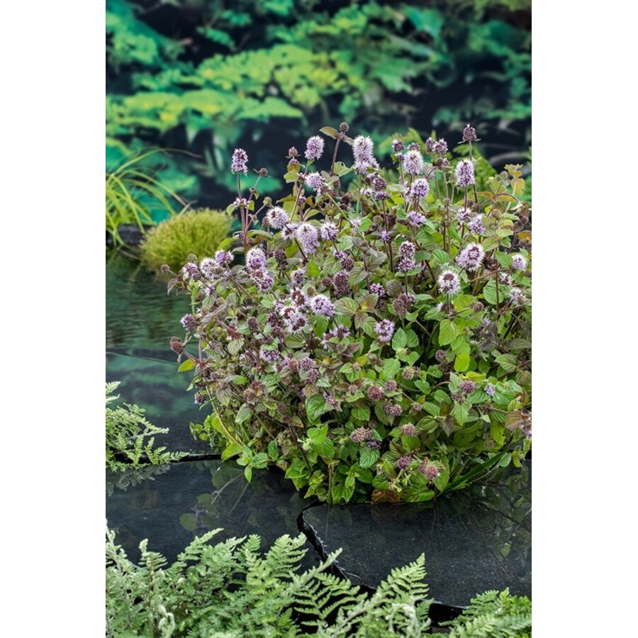 Mentha Aquatica | Watermunt | In 9CM pot
