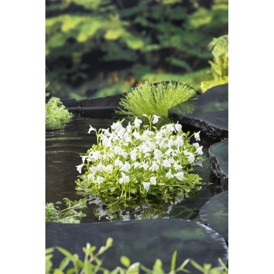 Mazus Reptans Wit | Mazus | In 9CM pot