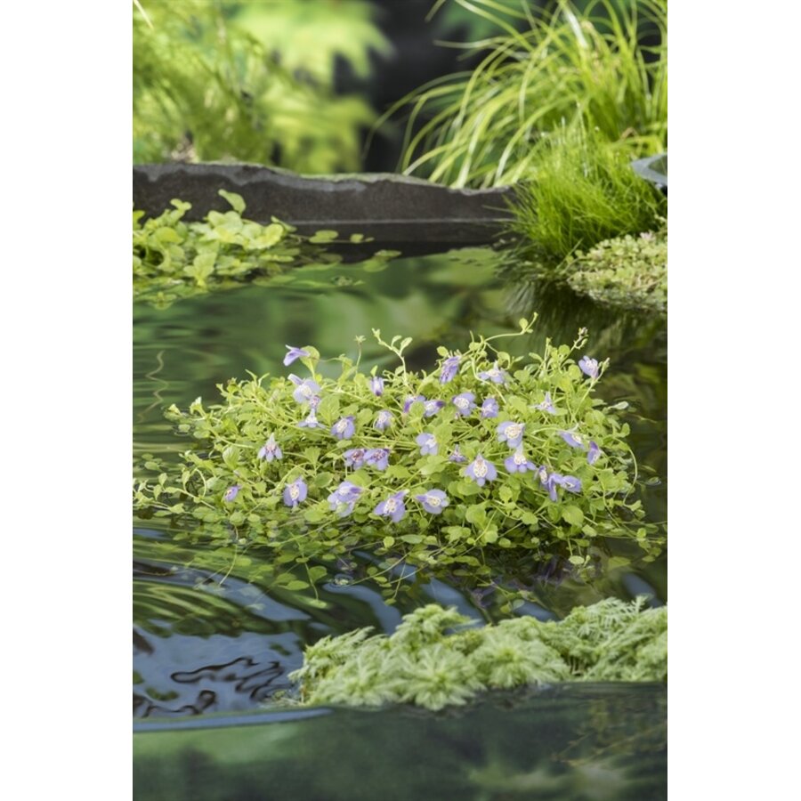 Mazus Reptans Blauw | Mazus | 18CM Mand Kant en Klaar Mazus | 18CM Mand Kant en Klaar