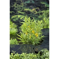 Lysimachia Thyrsiflora | Moeraswederik | In 9CM pot