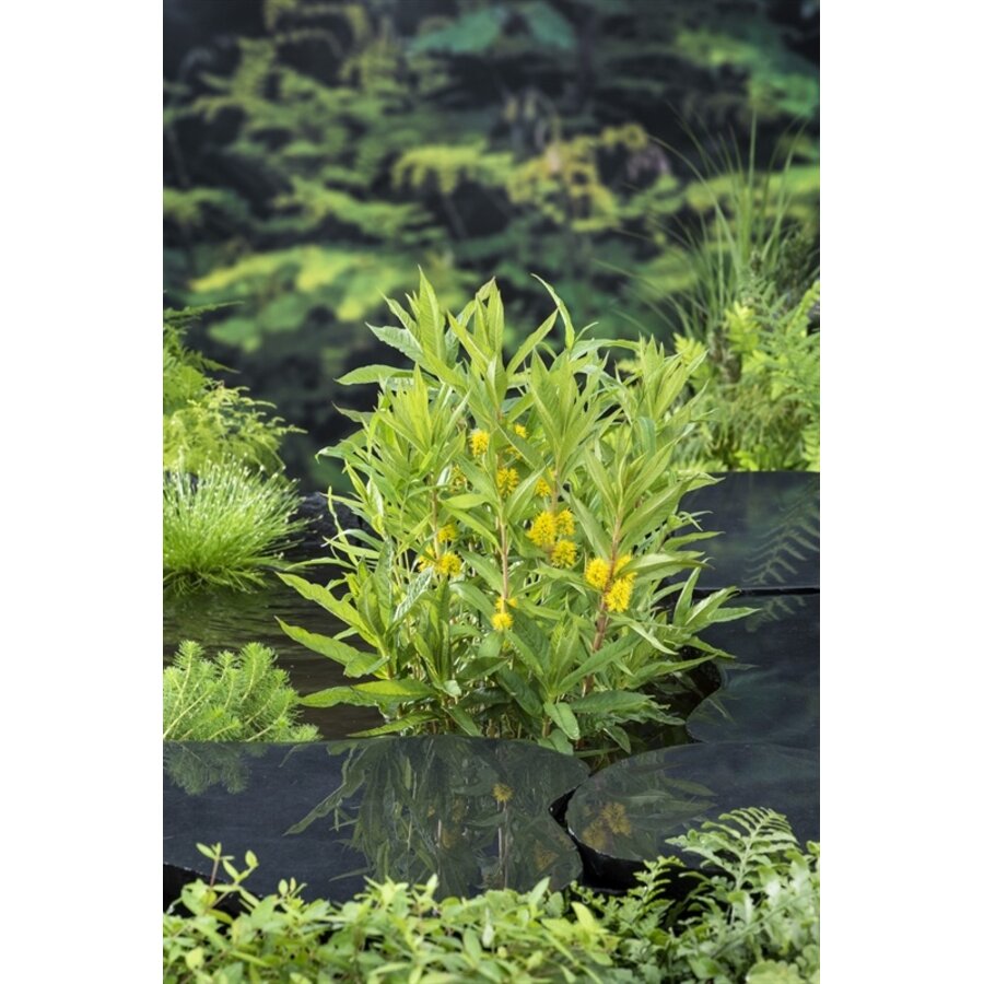 Lysimachia Thyrsiflora | Moeraswederik | In 9CM pot