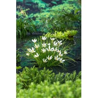 Zephranthes Candida | Westenwindlelie | In 9CM pot