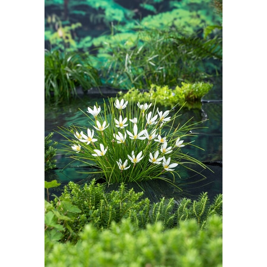 Zephranthes Candida | Westenwindlelie | In 9CM pot