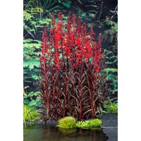 Lobelia fulg. Queen Victoria | Rode Waterlobelia | In 9CM pot