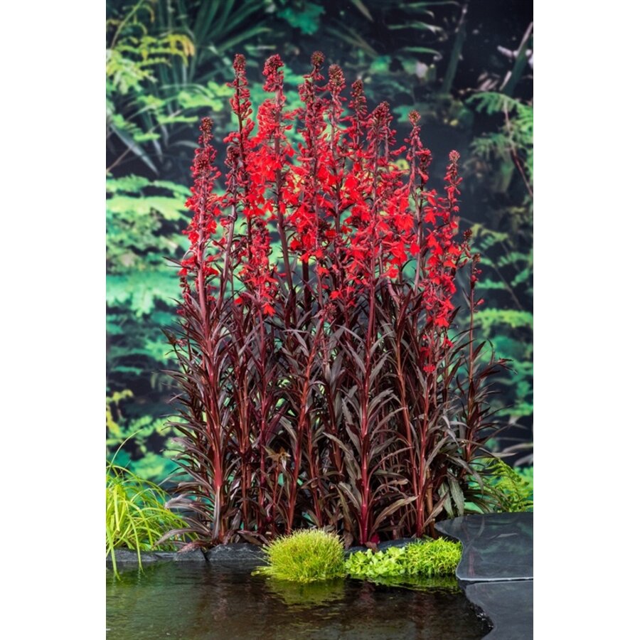 Lobelia fulg. Queen Victoria | Rode Waterlobelia | In 9CM pot