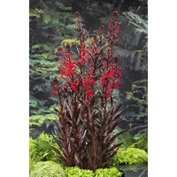 Lobelia Cardinalis | Waterlobelia | In 9CM pot