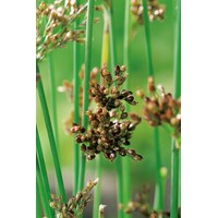 Juncus Inflexus | Zeegroene Rus | In 9CM pot