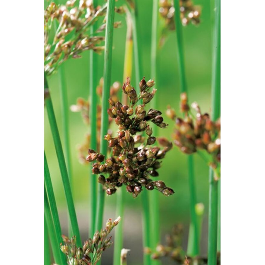Juncus Inflexus | Zeegroene Rus | In 9CM pot