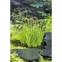 Juncus Ensifolius | Dwergrus | In 9CM pot