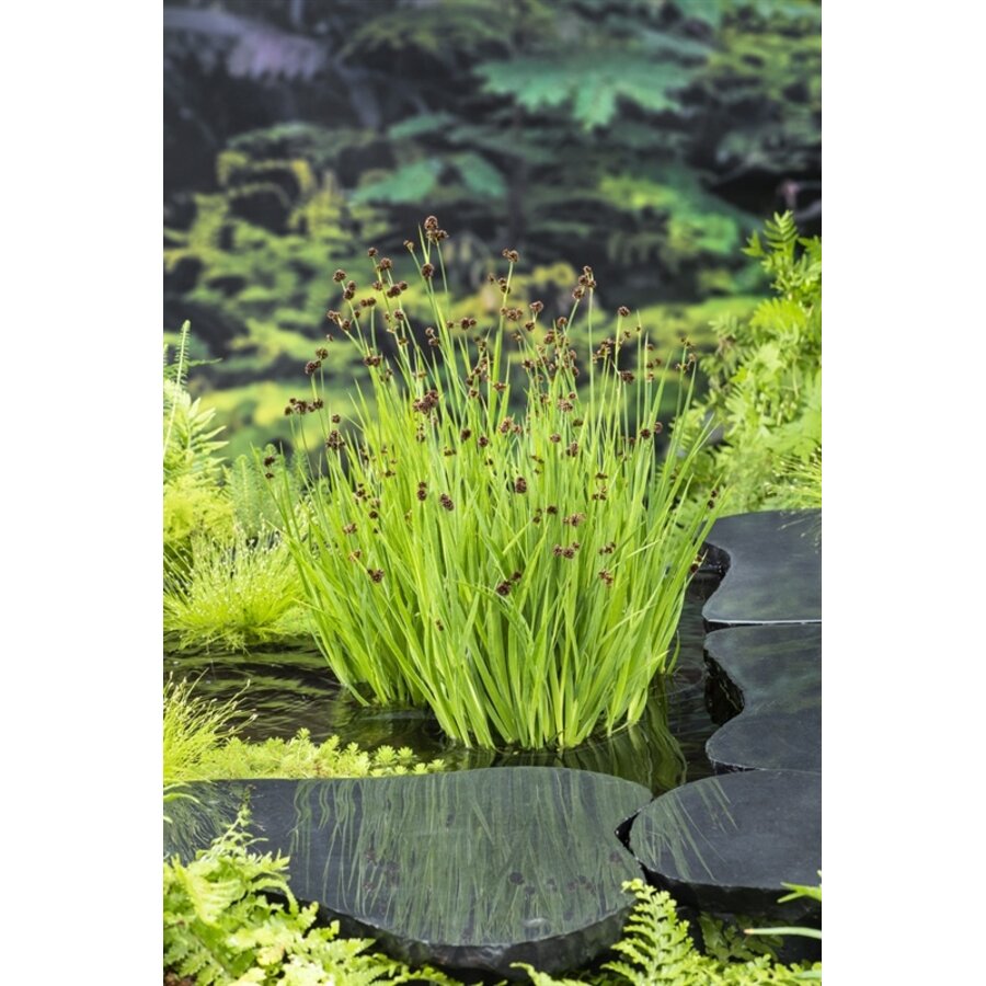 Juncus Ensifolius | Dwergrus | In 9CM pot