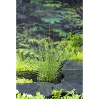 Juncus Effusus Spiralis | Krul Pitrus | In 9CM pot
