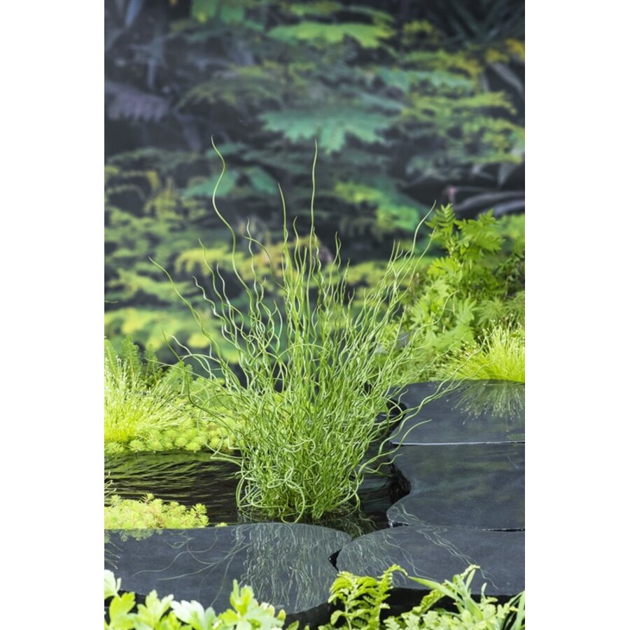 Juncus Effusus Spiralis | Krul Pitrus | In 9CM pot