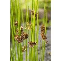 Juncus Effusus | Pitrus | In 9CM pot