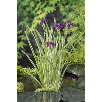 Iris kaempferi Variegata | Water Iris | In 9CM pot