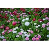 Bellis perennis | 10 cm pot | 15 cm hoog | gemengde kleuren (per stuk)
