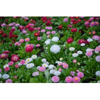 Bellis perennis (madeliefje) | 10 cm pot | 15 cm hoog bij levering | gemengde kleuren | per stuk