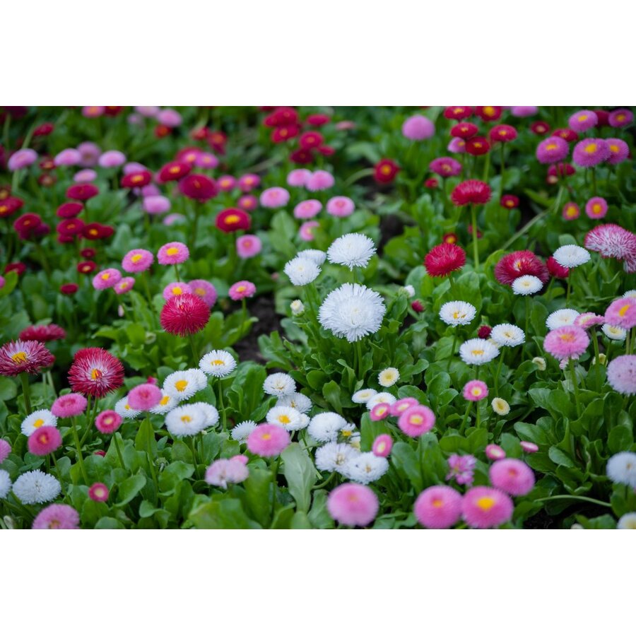 Bellis perennis (madeliefje) | 10 cm pot | 15 cm hoog bij levering | gemengde kleuren | per stuk