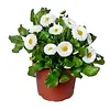 Bellis perennis 'Speedstar Plus Wit' | 11 cm pot | 15 cm hoog