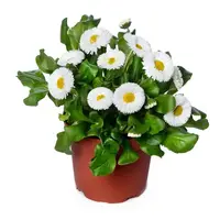Bellis perennis 'Speedstar Plus Wit' | Madeliefje | 11 cm pot | 15 cm hoog bij levering